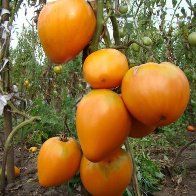 Семена томатов Сердце Ашхабада С-Март 25 шт 11.1296 фото