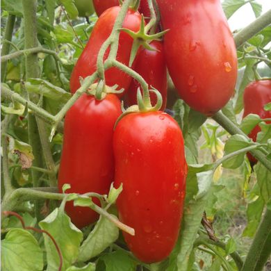 Семена томатов Непасынкующийся засолочный безрассадный Агромакси 0,4 г 11.2285 фото