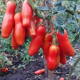 Насіння томатів Забава Gl Seeds 0,1 г - купити | Good Harvest