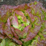 Насіння салату качанного 4 сезони Яскрава 1 г - купити | Good Harvest