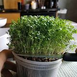 Насіння мікрозелені Кресс-салат мікс 10 г - купити | Good Harvest