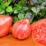 Насіння томатів Єрусалим Сонячний Март 25 шт - купити | Good Harvest