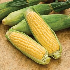 Насіння кукурудзи Суперрання Seedera 20 г
