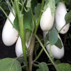 Семена баклажанов Вкус грибов Gl Seeds белый 0,25 г 11.1561 фото