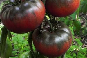 Переросла розсада помідорів - саджаємо під нахилом дізнатися більше