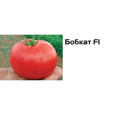 Насіння томатів Бобкат F1 Syngenta 100 шт