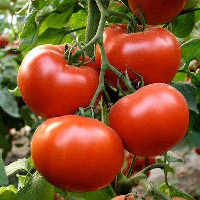 Насіння томатів Аксіома F1 Nunhems Zaden 10 шт 11.2157 фото