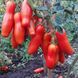 Насіння томатів Забава Gl Seeds 0,1 г