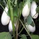 Насіння баклажанів Смак грибів Gl Seeds білий 0,25 г