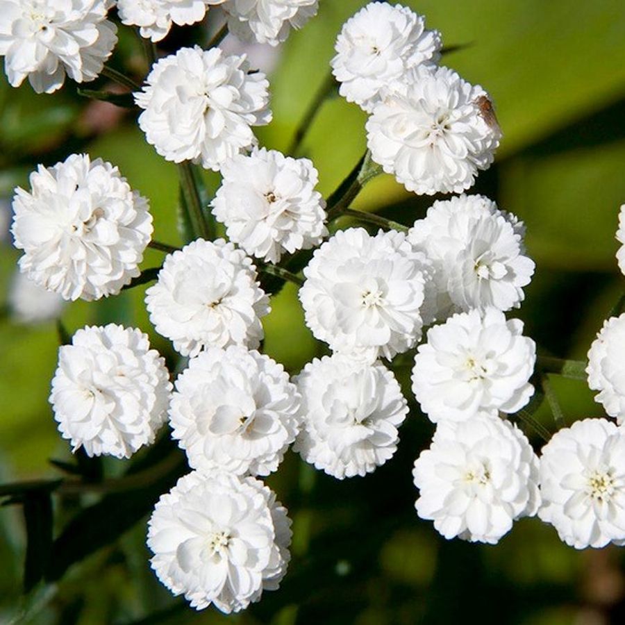 белый многолетний цветок фото