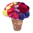 Насіння квітів і трав Насіння айстр — купити в інтернет магазині Good Harvest