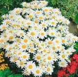 Насіння ромашки Срібна принцеса Hem Zaden 0,3 г купити | Good Harvest