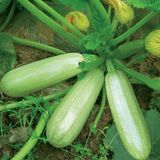 Семена кабачков Опал F1 GL Seeds 5 шт - купить | Good Harvest