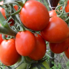 Насіння томатів Земляк безрозсадний Агромаксі 0,4 г 11.2276 фото