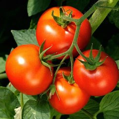 Насіння томатів Санька Gl Seeds 5 г