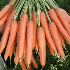 Насіння моркви Престо F1 Vilmorin Садиба 2 г 11.2576 фото