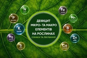 Дефіцит елементів живлення рослин: симптоми та рішення дізнатися більше