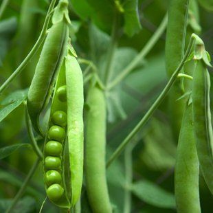 Насіння гороху Суперцукровий Gl Seeds 10 г 11.2869 фото