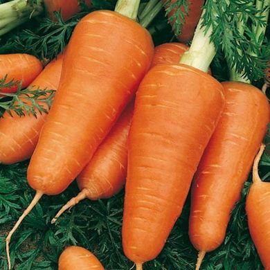 Насіння моркви Апельсинка Агромаксі 2 г 11.1043 фото