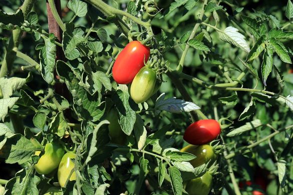 Семена томатов Брисколино F1 United Genetics 100 шт 11.0602 фото