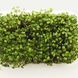 Люцерна насіння мікрозелені 5 г