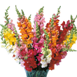 Насіння квітів і трав Насіння антіррінумів — купити в інтернет магазині Good Harvest