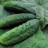 Насіння огірків Патріот F1 Moravo Seeds Агропак 10 шт - купити | Good Harvest