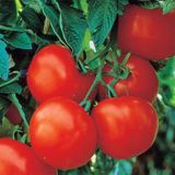 Насіння томатів Чумак Gl Seeds 0,25 г - купити | Good Harvest