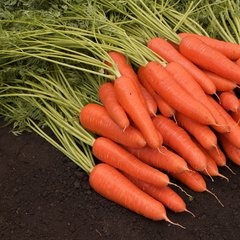 Семена моркови Королева осени Яскрава 3 г 11.1844 фото