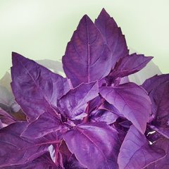 Семена базилика фиолетового 0,2 г