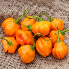 Семена острого перца Хабанеро оранжевый Satimex Садыба 8 шт