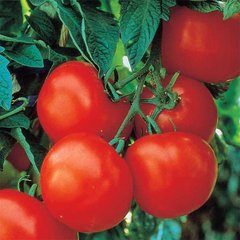 Насіння томатів Чумак Gl Seeds 0,25 г 11.2050 фото