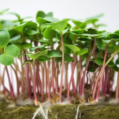 Семена микрозелени Редис 10 г