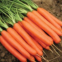 Насіння моркви Нантес Тіп-Топ United Genetics 1 г 11.0403 фото