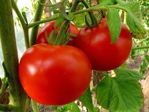 Насіння томатів Джина 0,1 г 11.0612 фото