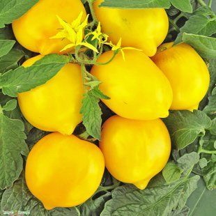 Насіння томатів Чудо світу Gl Seeds 0,2 г 11.1320 фото