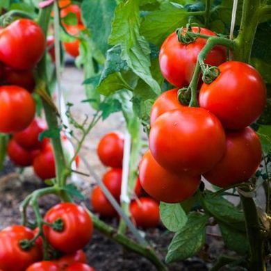 Семена томатов Весенние заморозки Солнечный март, 100 шт 11.2767 фото