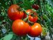 Семена томатов Джина 0,1 г
