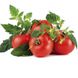 Насіння томатів Весняні заморозки Сонячний Март, 100 шт