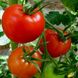 Насіння томатів Джина 0,1 г