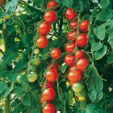 Насіння томатів Восторг садівника Садиба 0,1 г - купити | Good Harvest
