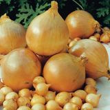 Шекспір ​​цибуля саджанка 10/21 рання озима (Глобус) Top Onion Нідерланди 0,5 кг 11.2904 фото