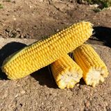 Насіння кукурудзи Тусон F1 (Тайсон F1) Syngenta 5 г - купити | Good Harvest