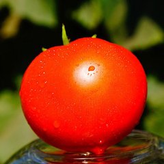 Насіння томатів Каста F1 Clause, Садиба-Центр 8 шт