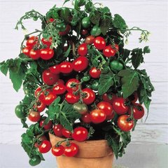 Насіння томатів Бонсай 0,1 г (кімнатний)