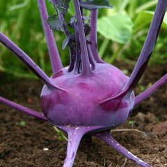 Семена капусты кольраби Виолетта 0,5 г 11.1011 фото