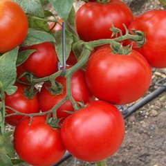 Насіння томатів Санрайз F1 Seminis 100 шт 11.3003 фото