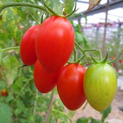Насіння томатів Даліда Satimex Садиба 0,1 г 11.2053 фото