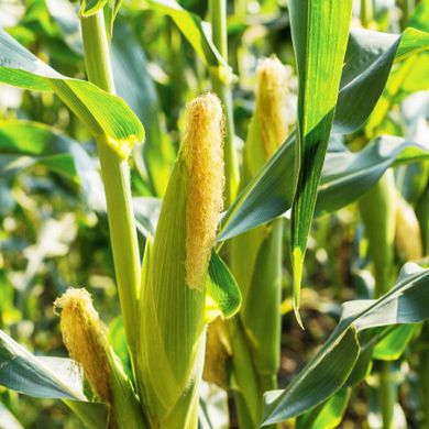 Семена кукурузы Минипоп 1 г 11.1034 фото