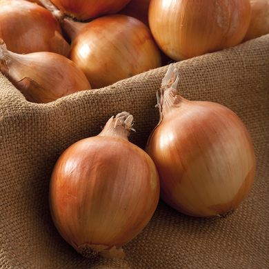 Шекспир лук севок 10/21 озимый ранний Top Onion Нидерланды 0,5 кг 11.2904 фото